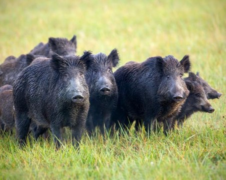 8100 диви прасета са изследвани у нас за месец, 44 от тях с африканска чума