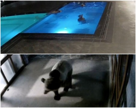 До дни ще решават къде ще е новият дом на мечето плувец Суими