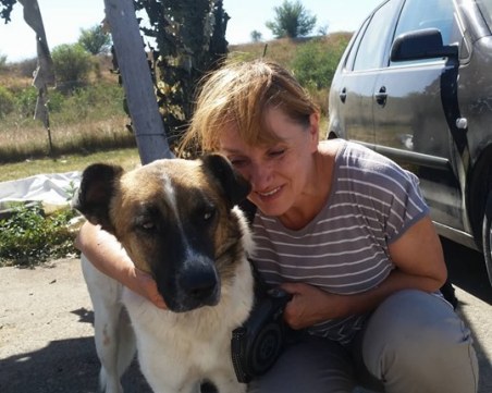 Осиновявай, не купувай: Над 700 кучета от столичните приюти с нови стопани