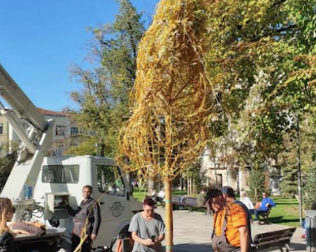 Подмениха върбите пред столичния храм 