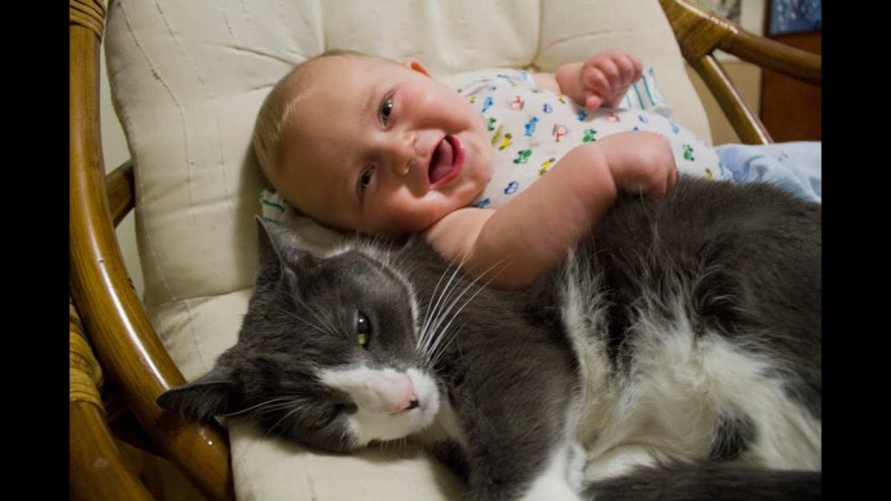 Котка-герой спаси бебе от падане по стълбите