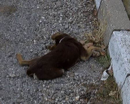 Тровят кучета в асеновградски квартал
