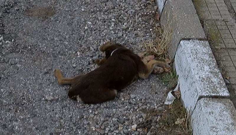Тровят кучета в асеновградски квартал