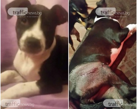 Изверги откраднаха питбул и го осакатиха, преди да го върнат