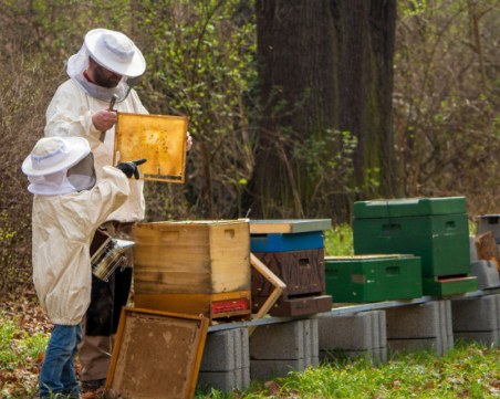 Пчелари от цялата страна излизат на протест