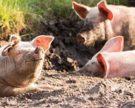 Бият инспектор от БАБХ, докато умъртвява укрити прасета