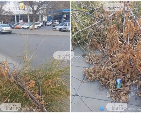 Дръвче падна преди месеци на улица в Пловдив, минувачи го превърнаха в кошче за боклук