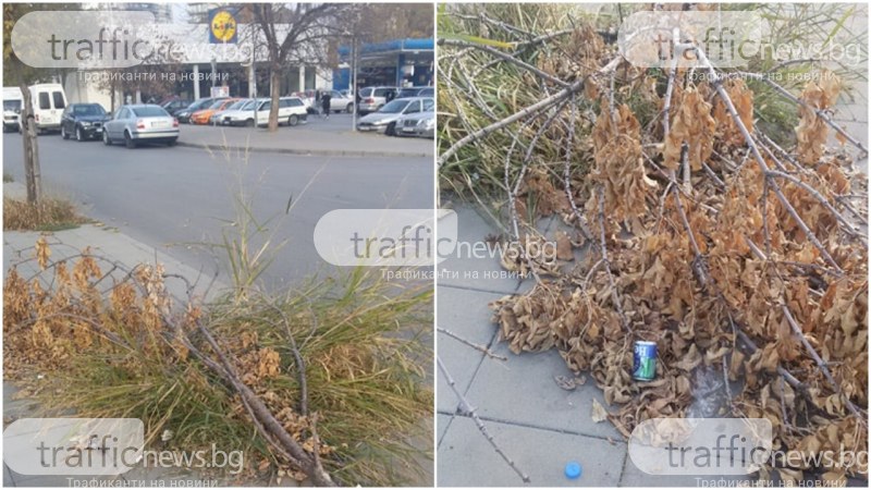 Дръвче падна преди месеци на улица в Пловдив, минувачи го превърнаха в кошче за боклук