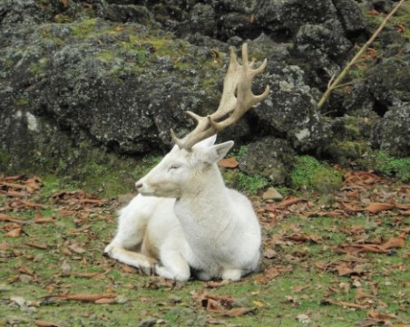Бял елен слезе от Балкана, изненада жителите в Карловско