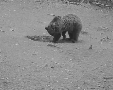 Само за месец: Шест случая на набези на мечки в Смолянско