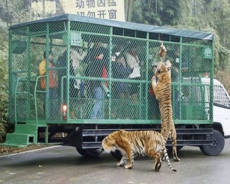Зоопарк в Китай поставя посетителите в клетка, а животните се разхождат свободно
