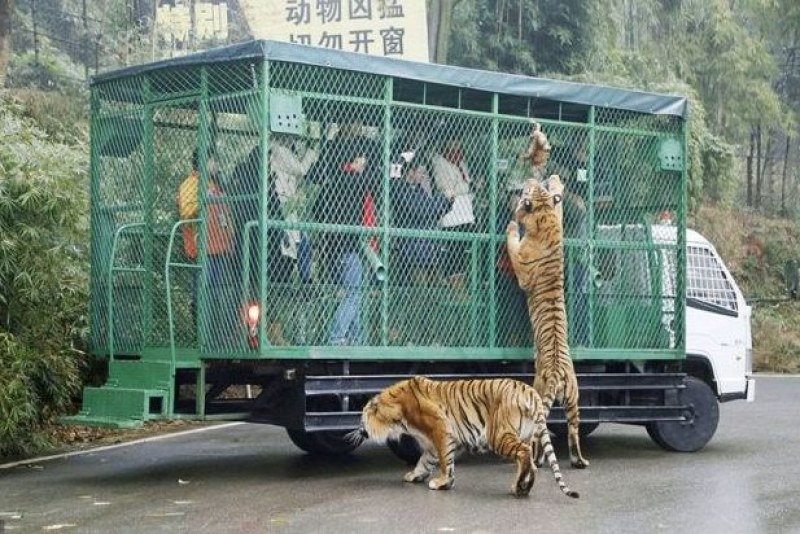 Зоопарк в Китай поставя посетителите в клетка, а животните се разхождат свободно