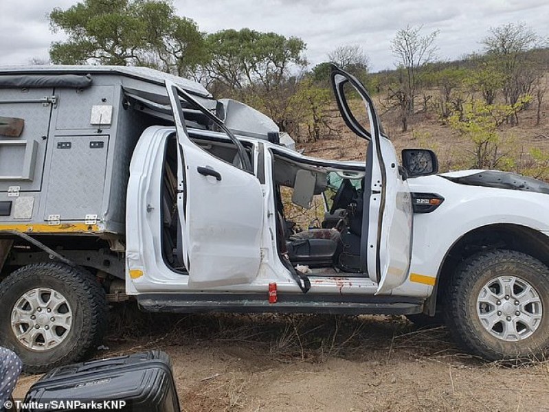 Жираф падна върху джип с туристи в ЮАР, предизвика катастрофа