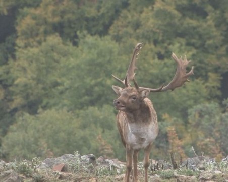 Пуснаха стотици благородни елени в Източните Родопи, очакват да станат хиляди