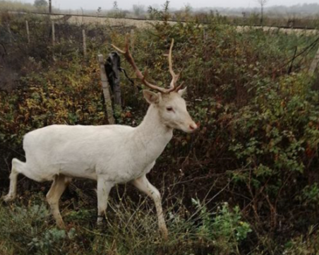 Белият елен, в който се влюбиха карловци, продължава да обикаля Подбалкана