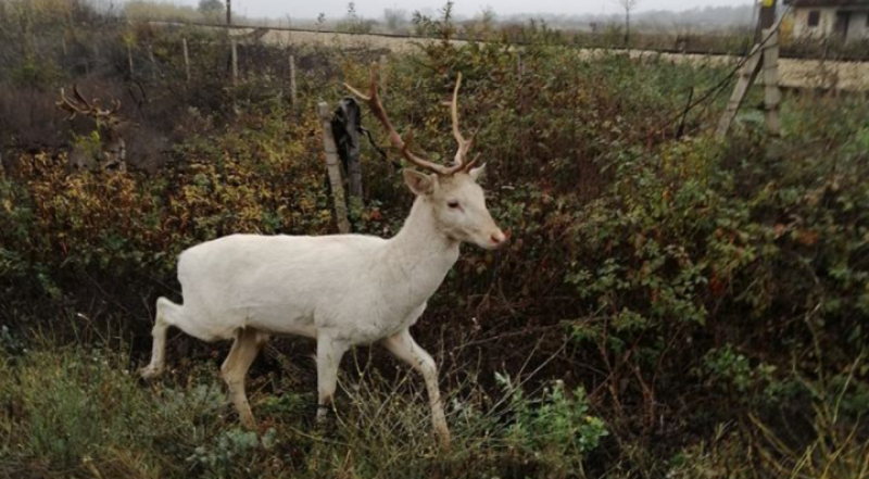 Белият елен, в който се влюбиха карловци, продължава да обикаля Подбалкана
