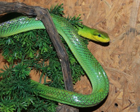 Показват едни от най-отровните змии в света в Природонаучния музей в Пловдив