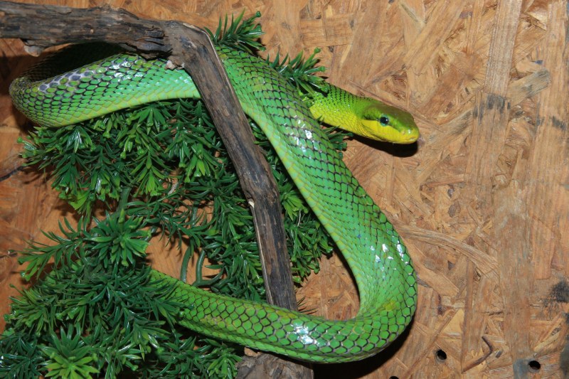 Показват едни от най-отровните змии в света в Природонаучния музей в Пловдив