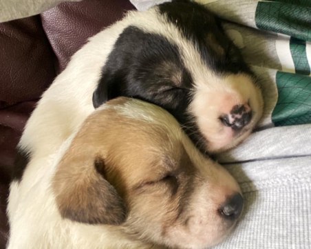 Изхвърлиха 17 малки кученца на студа в София, търсят им спешно дом