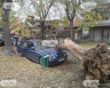 Огромно дърво се стовари на метри от детска градина в Пловдив и потроши BMW