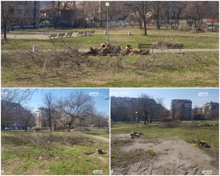Съдът потвърди: 7 бона глоба за незаконната сеч в парка зад хотел 
