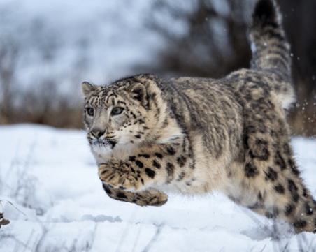 Застрашен вид снежен леопард изненада управата на китайски резерват