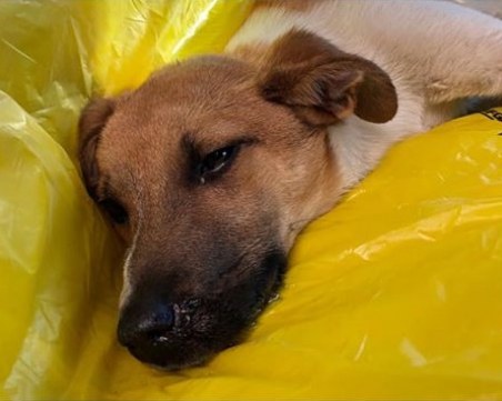 Жена намери блъснато кученце в София, събира дарения за операцията му