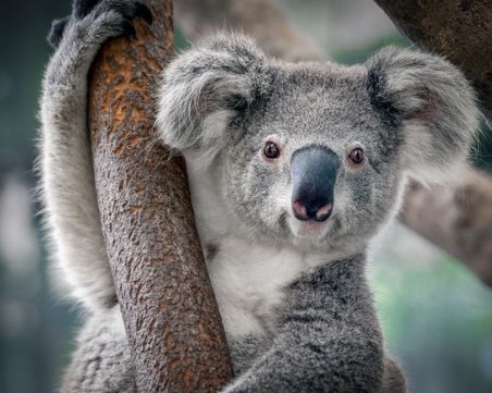 Жена рискува живота си, за да спаси коала от пожарите в Австралия