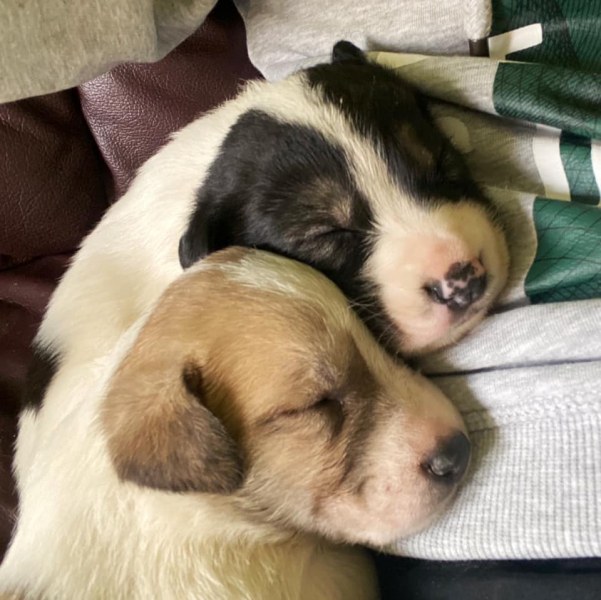 Изхвърлиха 17 малки кученца на студа в София, търсят им спешно дом