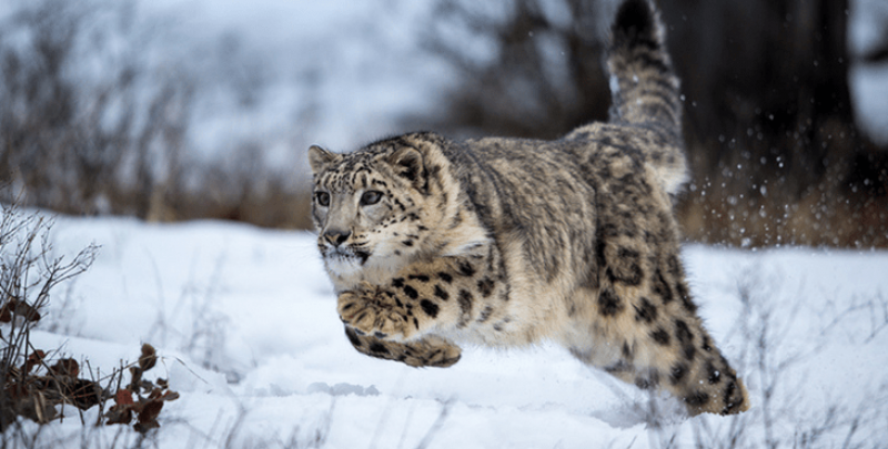 Застрашен вид снежен леопард изненада управата на китайски резерват