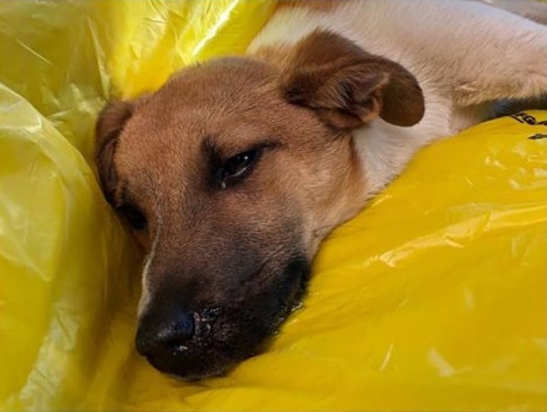 Жена намери блъснато кученце в София, събира дарения за операцията му