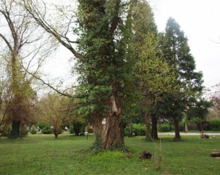 60-вековни дървета преброиха в Пазарджишко