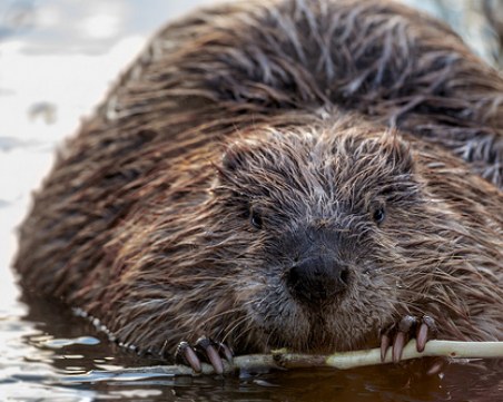 Бобри ще спасяват Англия от наводненията
