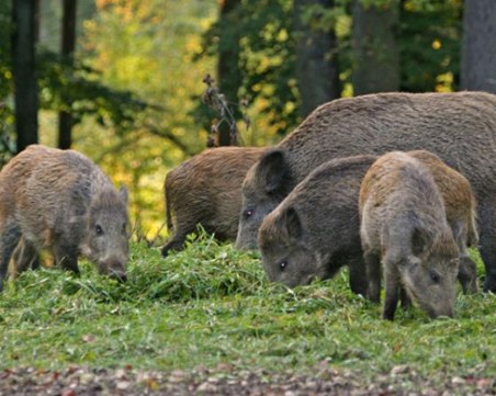 Свинската чума стигна на 85 км от германската граница