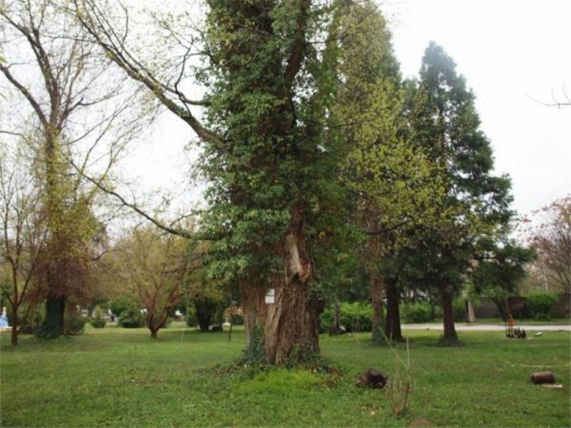 60-вековни дървета преброиха в Пазарджишко