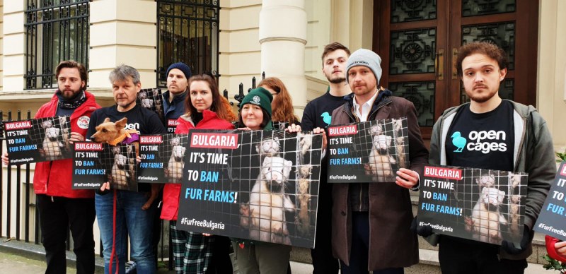 НЕ на фермите за ценна кожа в България казаха хора пред 7 посолства в европейски столици