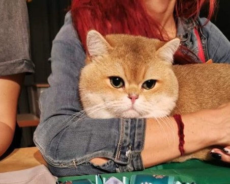 Котарак световен шампион гостува на международното изложение в София