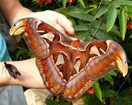 Пеперудите на Природонаучния музей спират да летят пред публика за месец