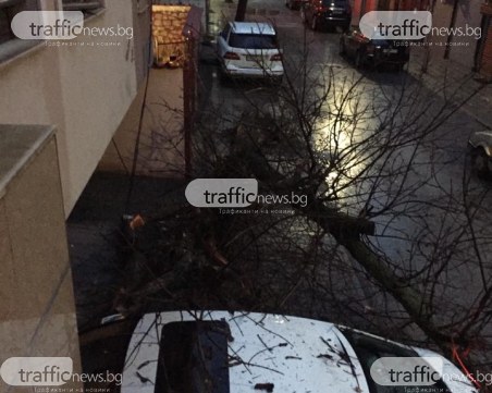Дърво се стовари върху кола в Пловдив, потроши и прозорец на кооперация
