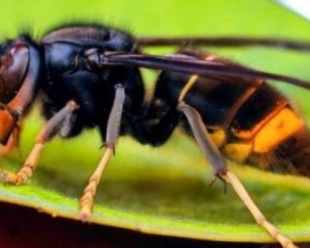 Трима загинаха заради стършели в Индонезия