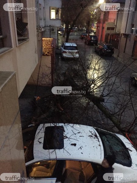 Дърво се стовари върху кола в Пловдив, потроши и прозорец на кооперация