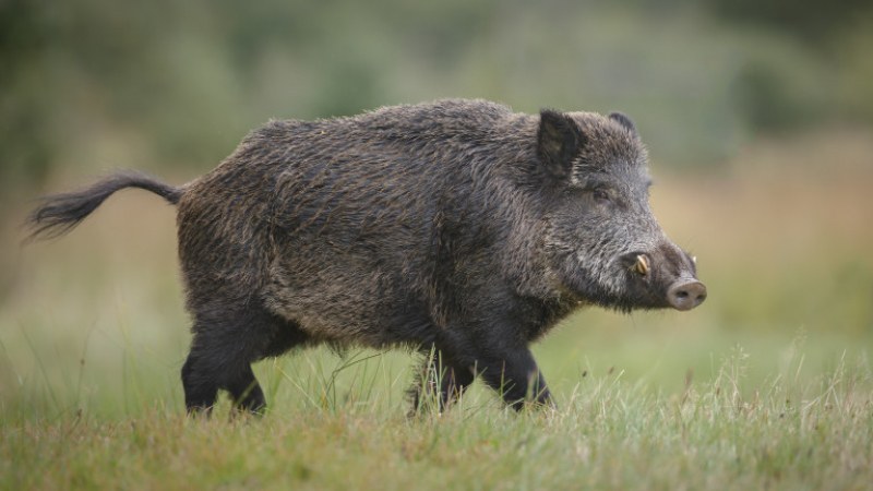 Първи случаи на африканска чума по диви свине в Кюстендилско