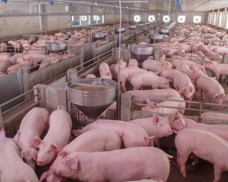 Свинското месо удари 15 лева за килограм