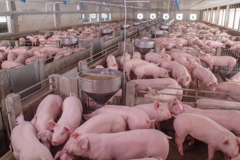 Свинското месо удари 15 лева за килограм