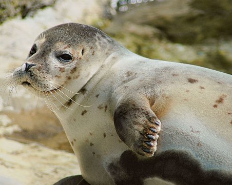 Мъж обърка тюлен с удавник, пратиха хеликоптер и водолази да го вадят