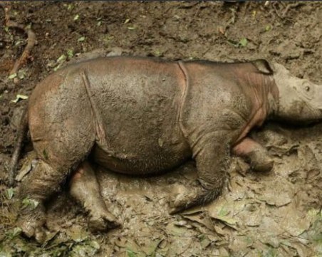 Умря последният носорог в Малайзия