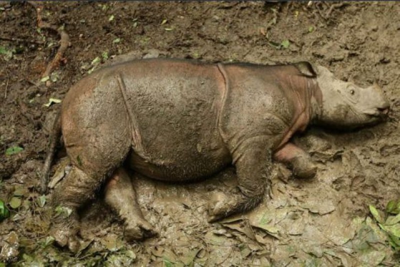 Умря последният носорог в Малайзия