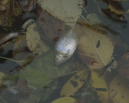 Голямо количество риба измря в Старозагорско заради отрова в река