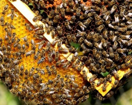 Пчелари искат пълна забрана на пестицидите