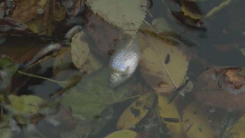 Голямо количество риба измря в Старозагорско заради отрова в река